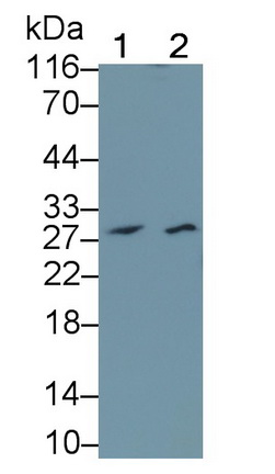 1299
