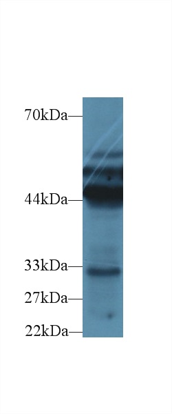 28377