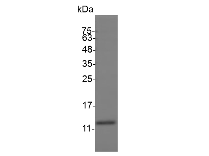 Валидация Elabscience PKSS000004(5859)