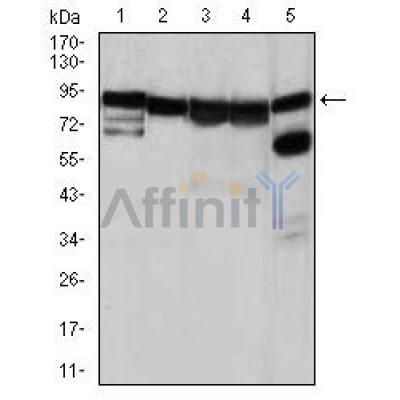 Валидация Affinity BF0084 - 5131