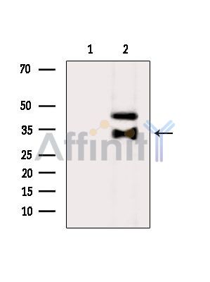 Валидация Affinity DF5210 - 17205