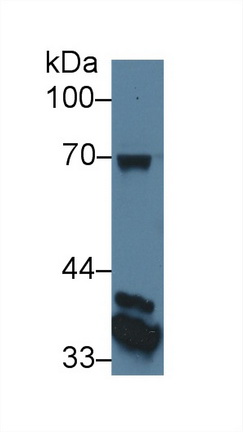 52373