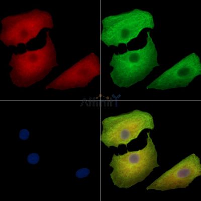 Валидация Affinity DF16046 - 12600