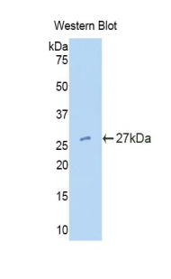 48703