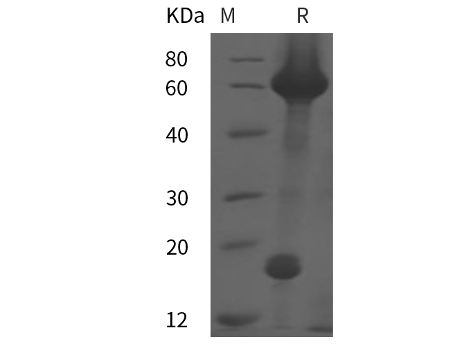 Валидация Elabscience PDMH100413(1007)