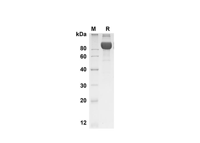 Валидация Elabscience PDMH100307(919)