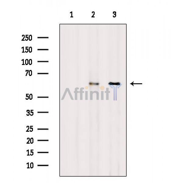 Валидация Affinity AF6689 - 3946