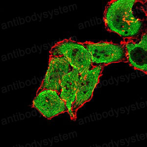 Валидация IF - AntibodySystem RHG90902
