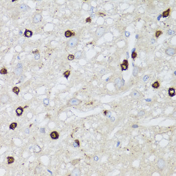 Валидация Elabscience E-AB-60792