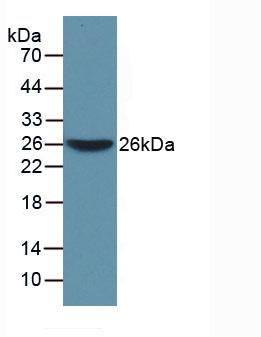 54908