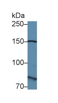 12768