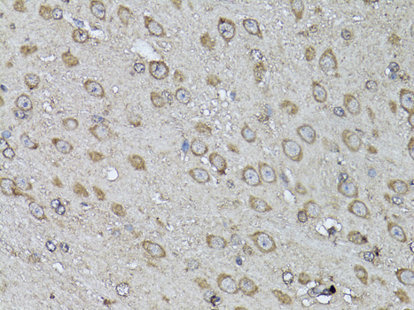 Валидация Elabscience E-AB-63597