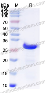 Валидация AntibodySystem YXX17401