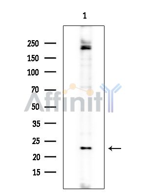 Валидация Affinity DF2404 - 13000