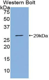 54529