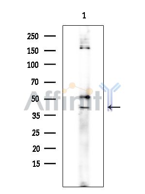 Валидация Affinity DF4851 - 16618