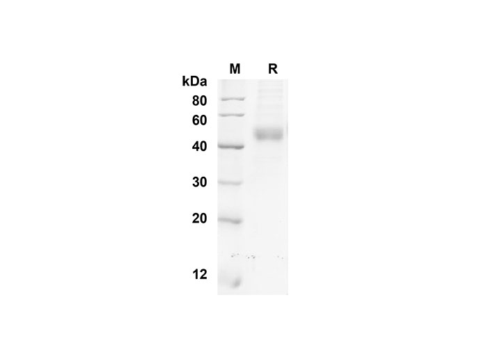 Валидация Elabscience PDMM100120(1090)