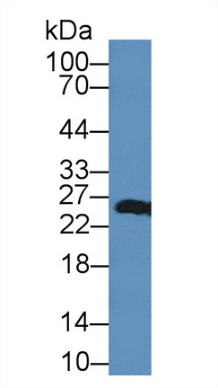 8986