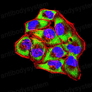 Валидация IF - AntibodySystem RHD80904