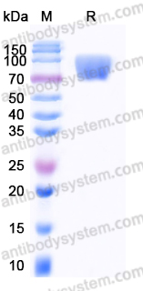 EHD80903, SDS-PAGE