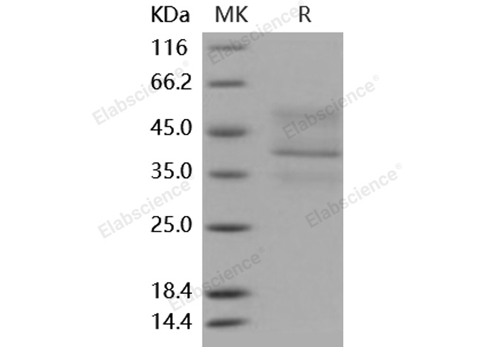 Валидация Elabscience PKSM040938(4880)