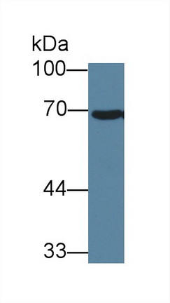 10231