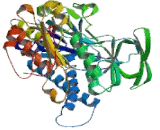 Thioredoxin Reductase 1 (TrxR1)