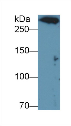 38566