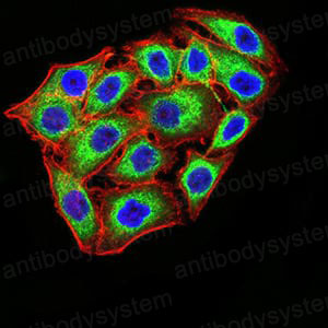 Валидация IF - AntibodySystem RHA88904