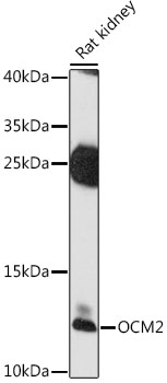 Валидация Elabscience E-AB-91522