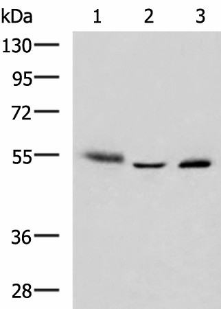 Валидация Elabscience E-AB-52982
