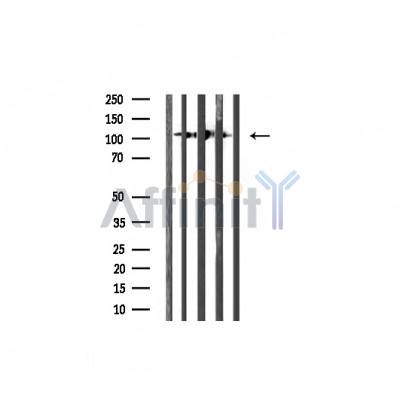 Валидация Affinity AF7001 - 4128