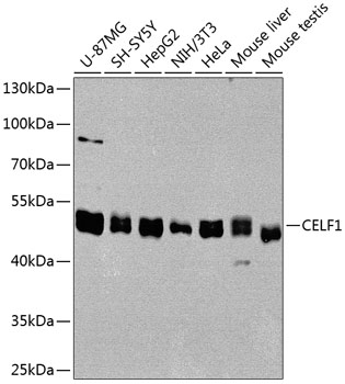 Валидация Elabscience E-AB-62360