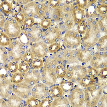 Валидация Elabscience E-AB-61763