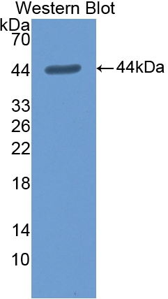 47886