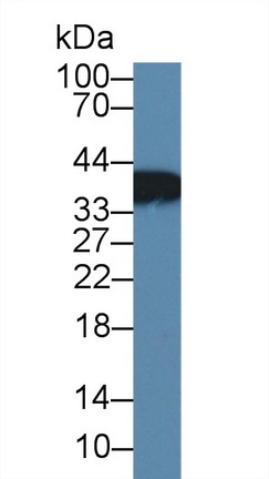 12634