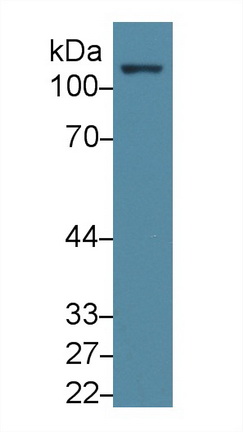 13607