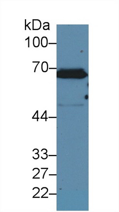 9718
