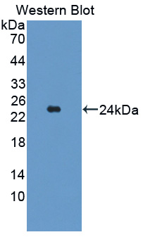 57135
