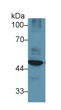 13455