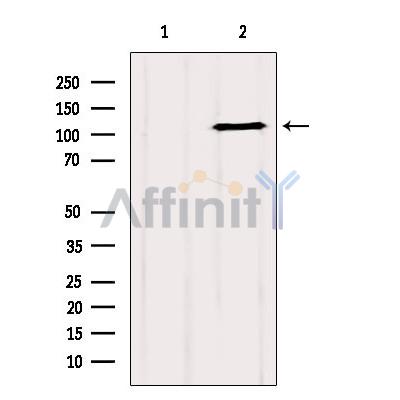 Валидация Affinity DF2500 - 13149