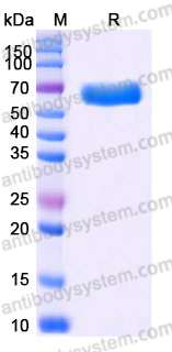 EHJ88803, SDS-PAGE