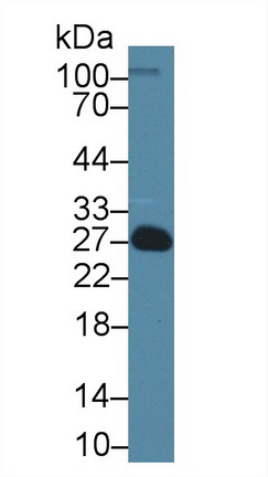 9727