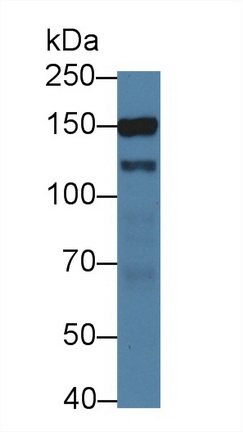 12680