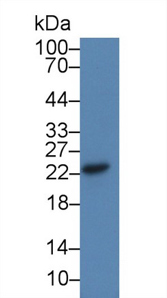 10183