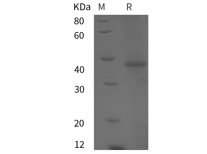 Валидация Elabscience PDEM100245(578)