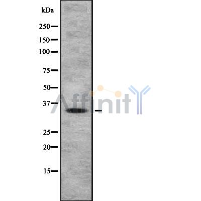 Валидация Affinity DF10296 - 5909