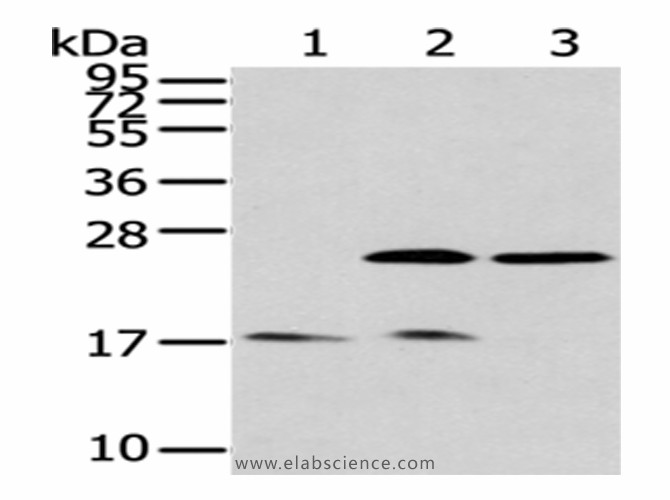 Валидация Elabscience E-AB-17607