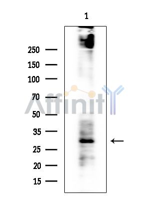Валидация Affinity DF7131 - 18781