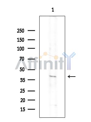 Валидация Affinity DF15318 - 11624